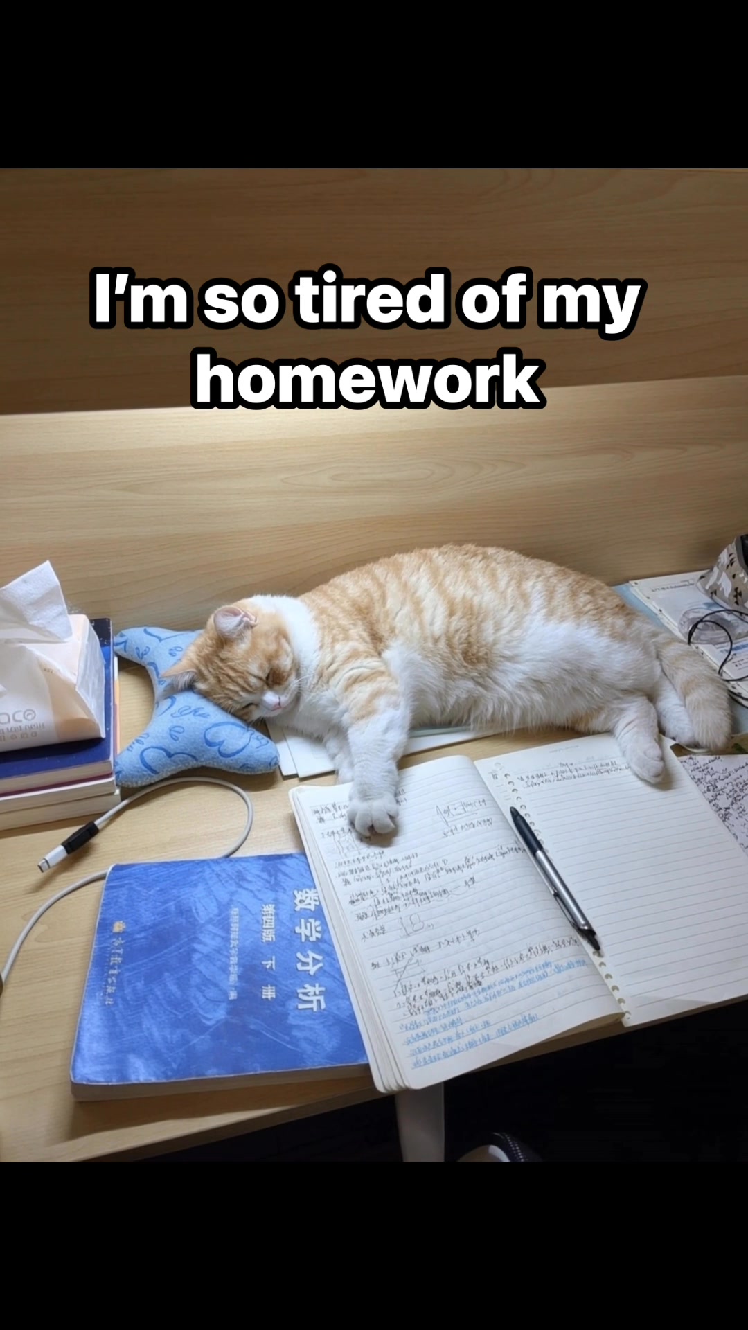 No more homework cat #reelschallenge #cat #LOLReels #kittenskitty #cute ...