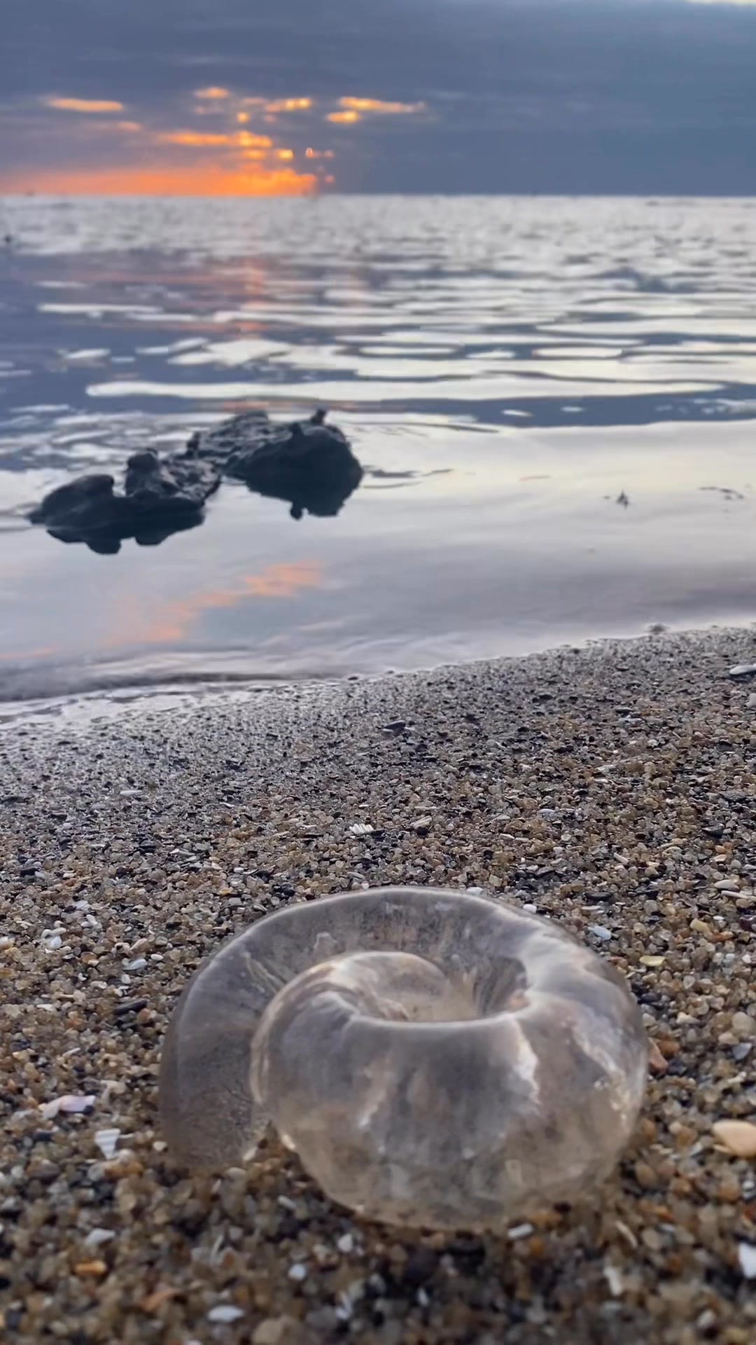 Seen these strange clear... - Bayside City Council, Victoria | Facebook