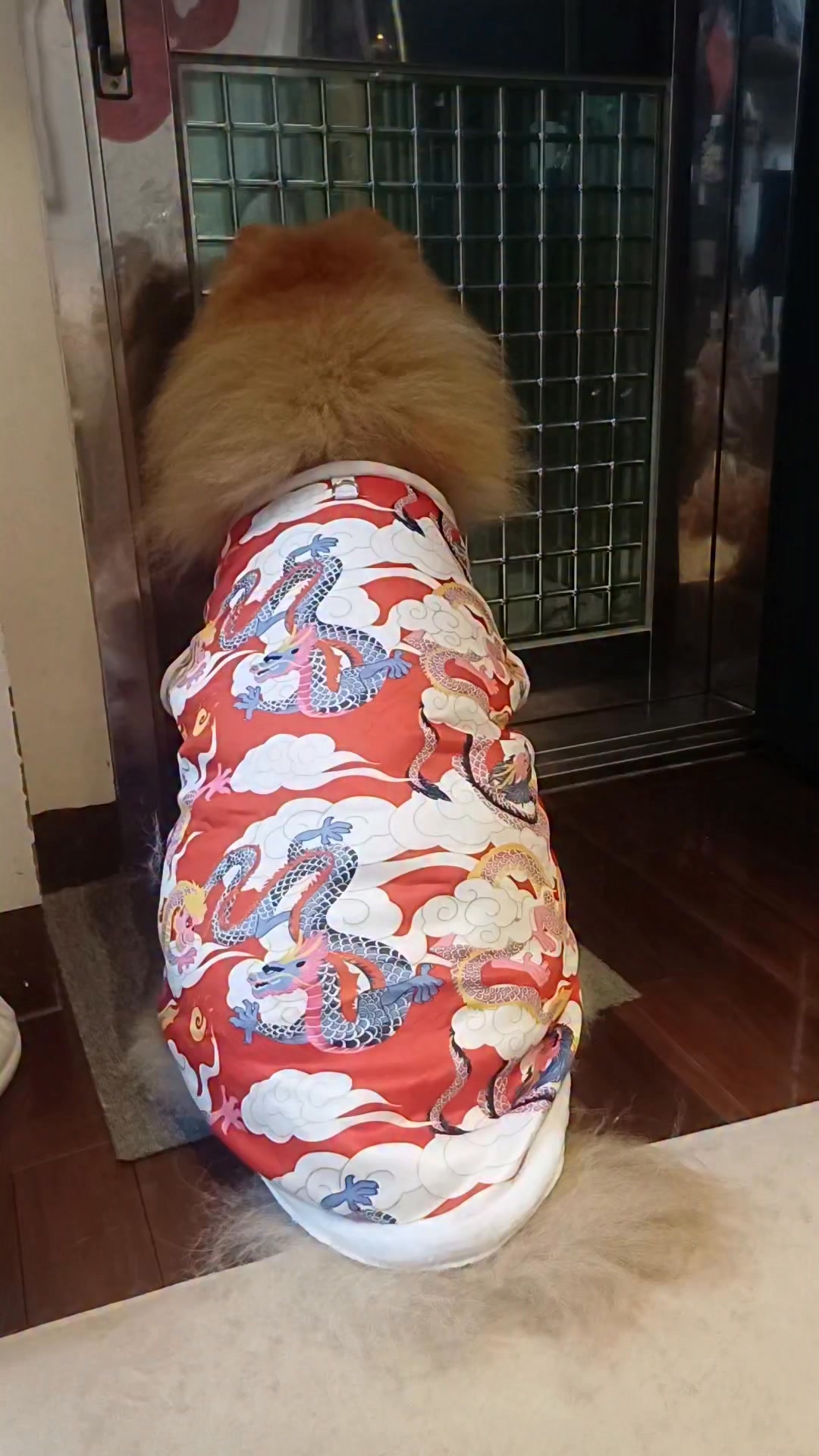 硬要穿著龍袍等待公公下班回家呢🤭🤣🤣 | 鬆獅犬－肉肉寶貝 | Facebook