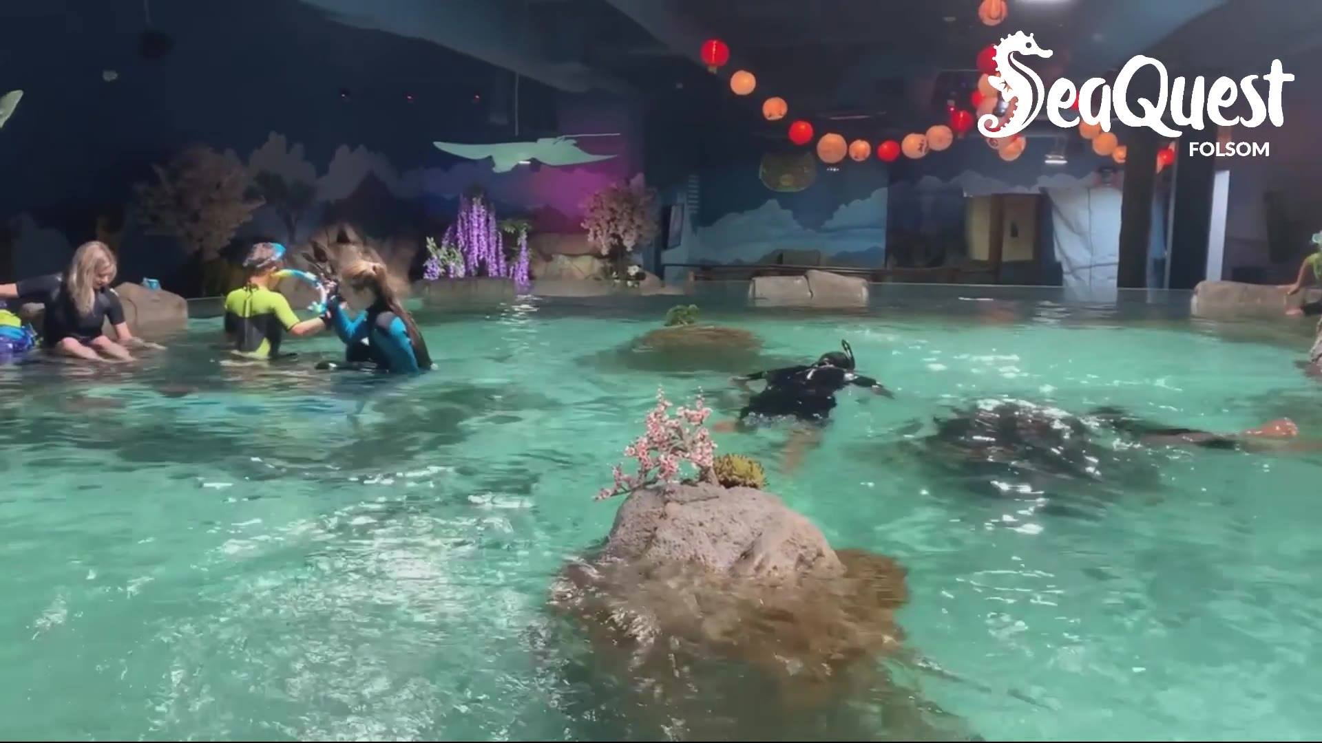 SeaQuest Folsom - A Fin-Tastic Adventure 🦈