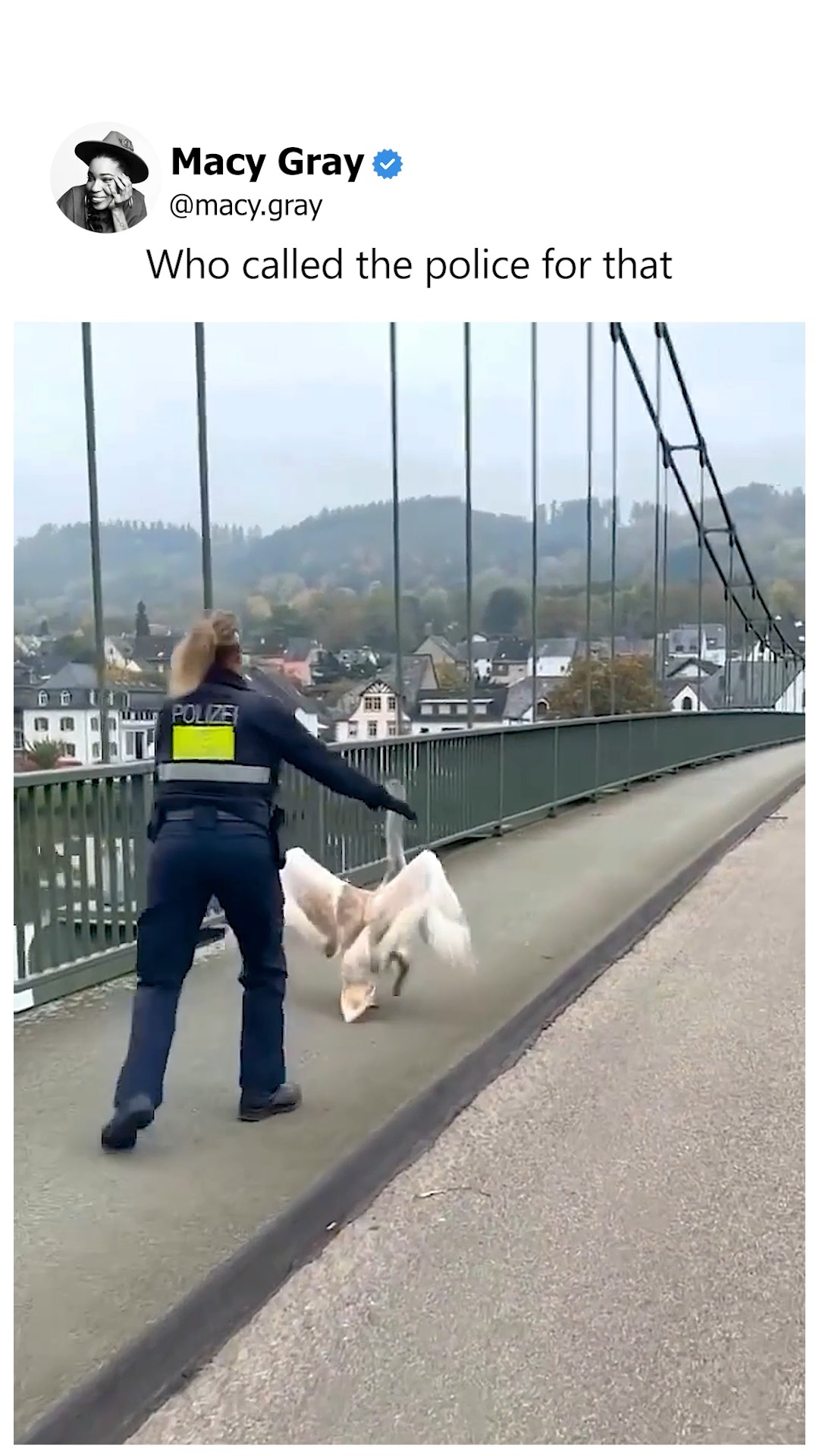 Random goose chilling on a bridge gets caught #fblifestyle | Macy Gray ...