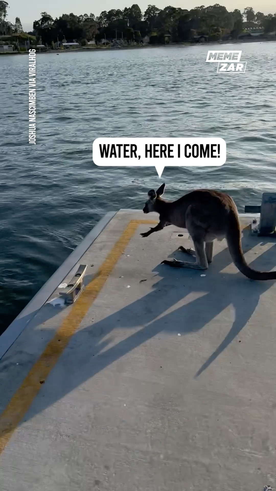 Wait, Kangaroos can swim? 😂 | Memezar | Facebook