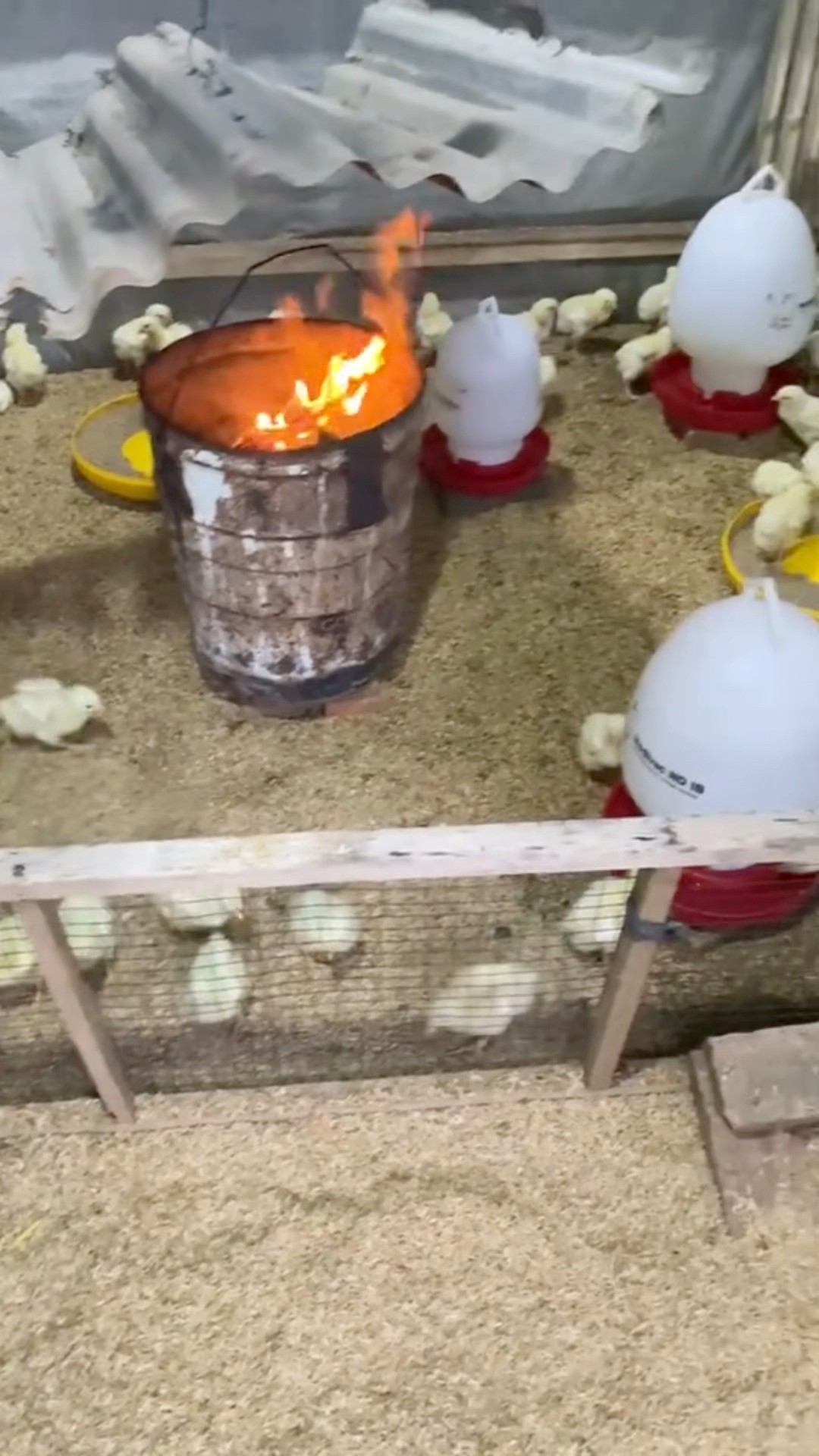 Wow! Some farmers are really using fireworks as heat source for ...