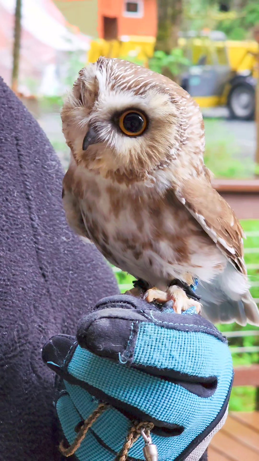 Meet Tito, a Northern Saw-whet Owl here at the Alaska Raptor