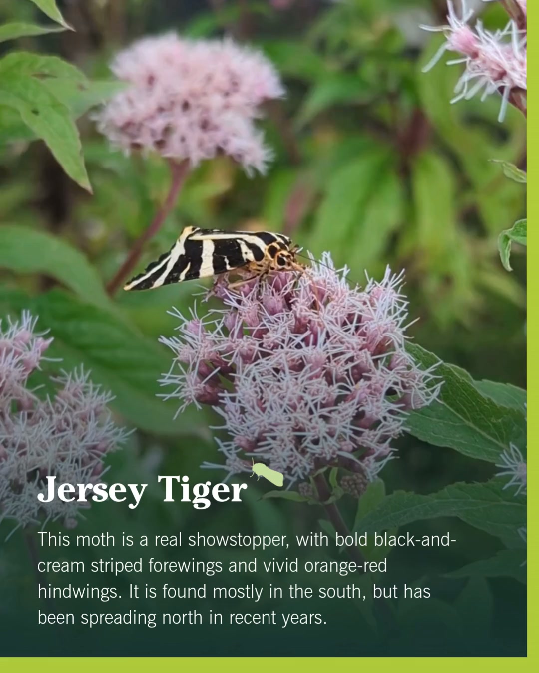 Jersey Tiger: This moth is a real showstopper, with bold black-and
