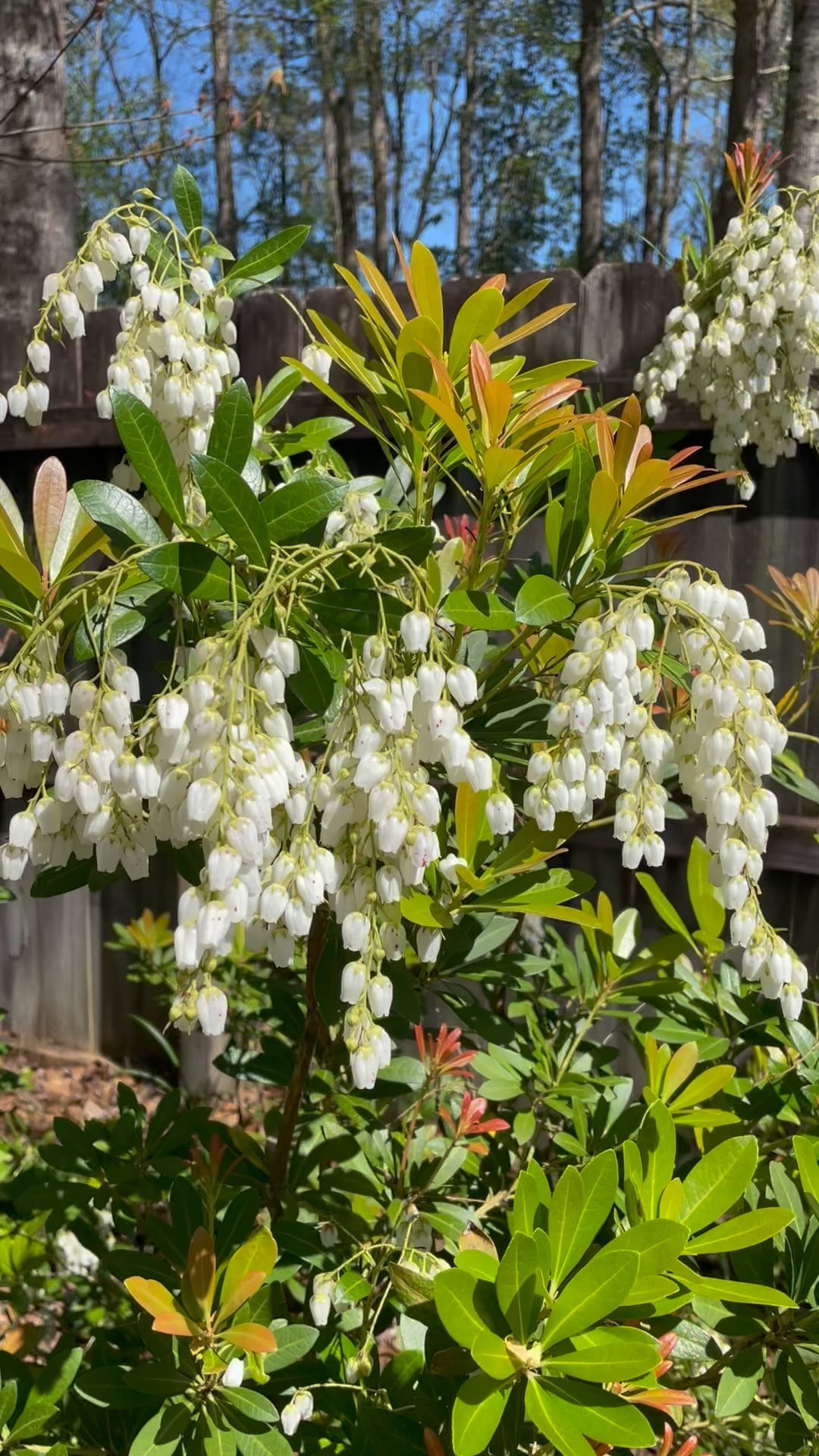 Here's a list of 15 gorgeous Bellflower varieties you may have not