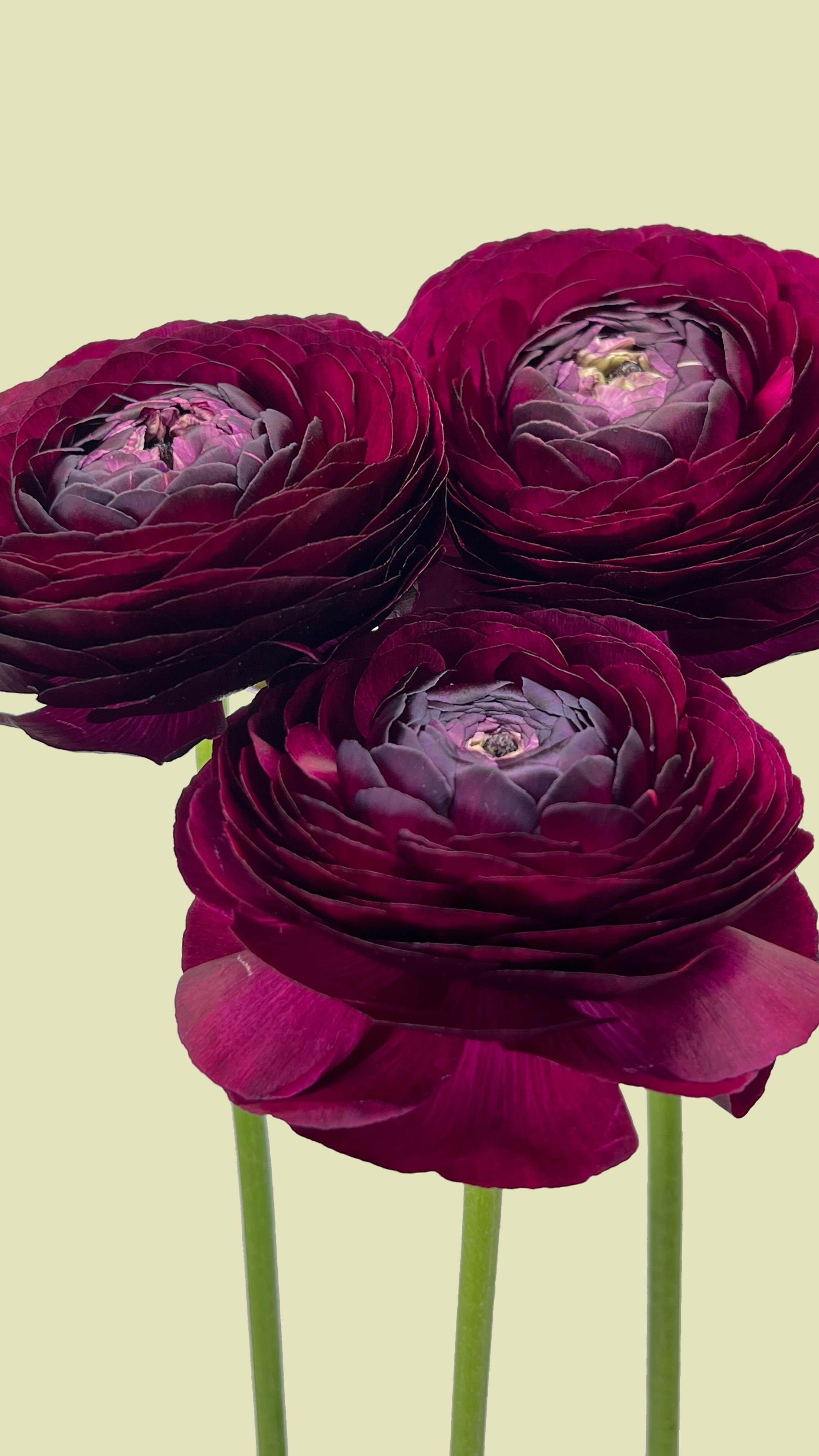 ¡Estamos enamorados de esta temporada de Ranunculus! 😍🤩 #ranunculus # ...