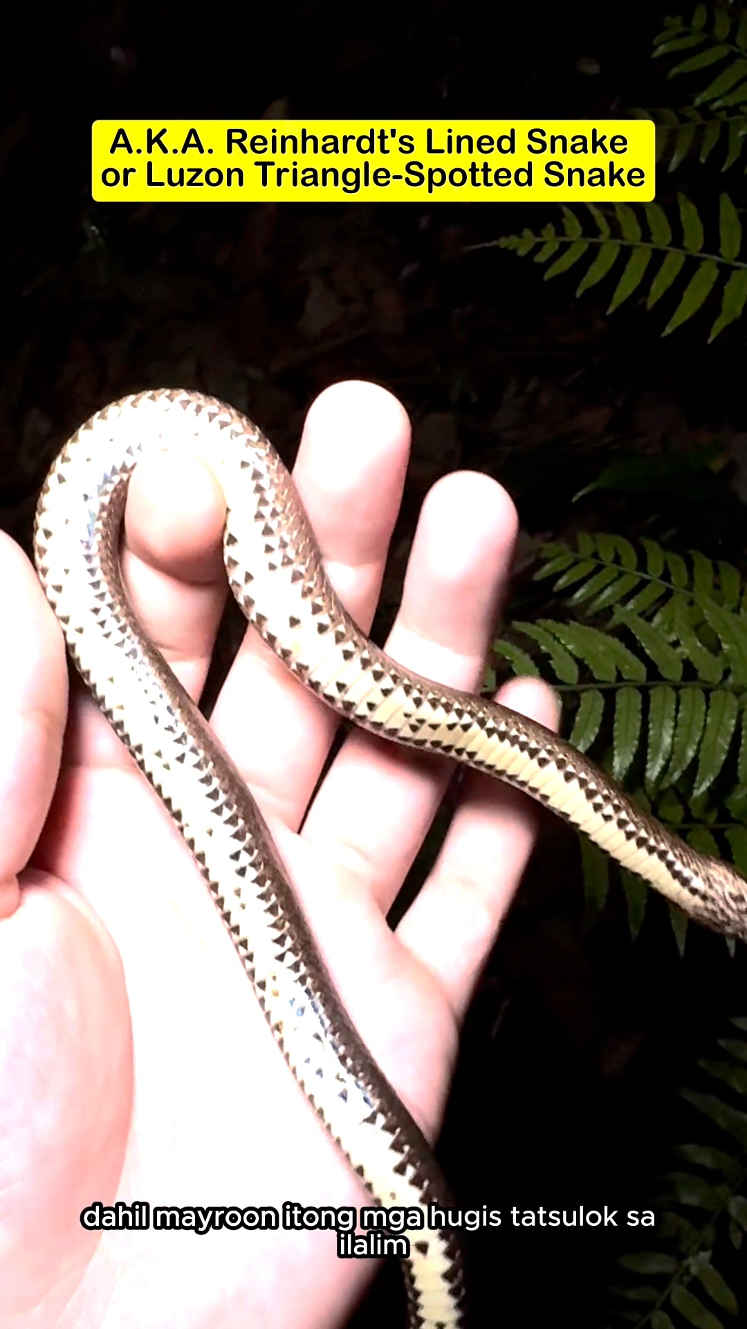 THIS SNAKE HAS TRIANGLE SPOTS!! Watch this video to learn about the ...