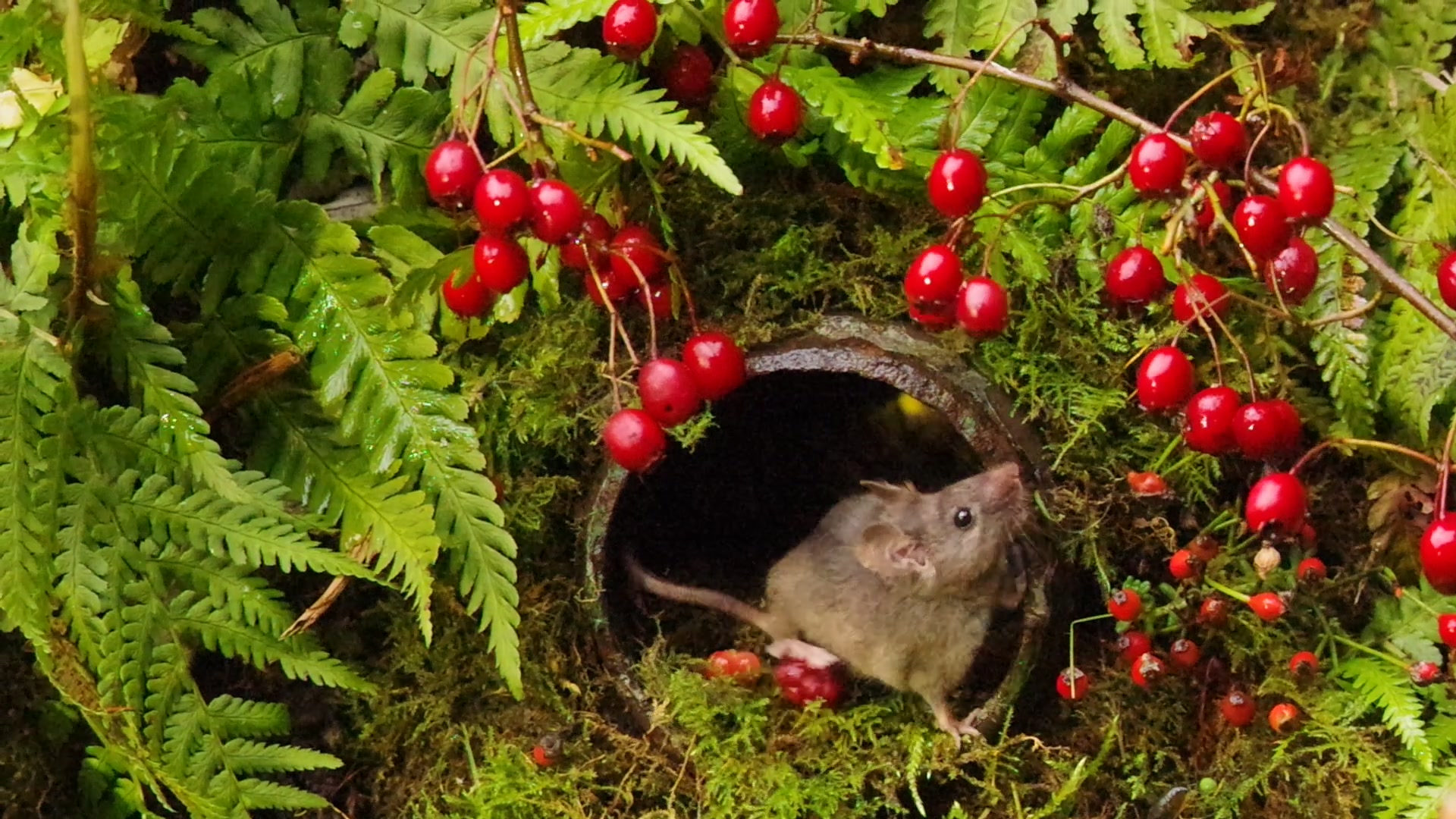Nom Nom Nom yummy haw berrys in my tummy for some strange reason they ...