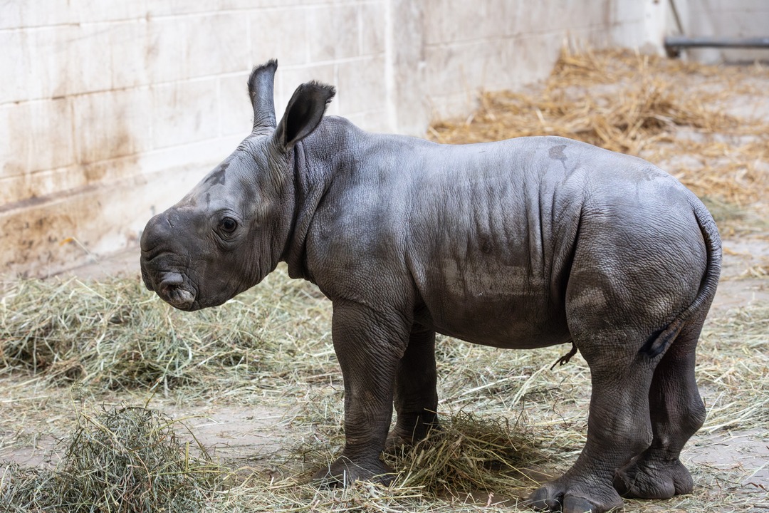 A 100-pound newborn? It makes sense, if you're a southern white