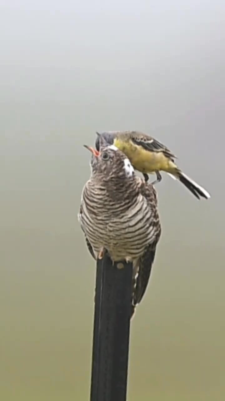 It's a confusing and astonishing move. Nature is just so magical ...