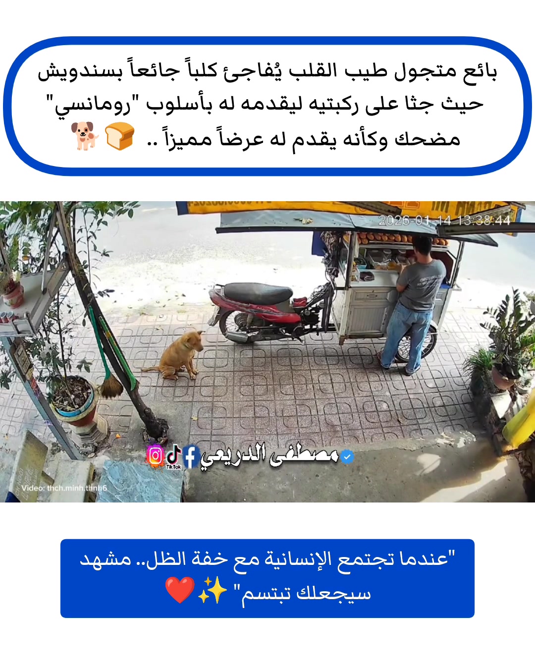 بائع متجول طيب القلب يُفاجئ كلباً جائعاً بسندويش حيث جثا على ركبتيه ...