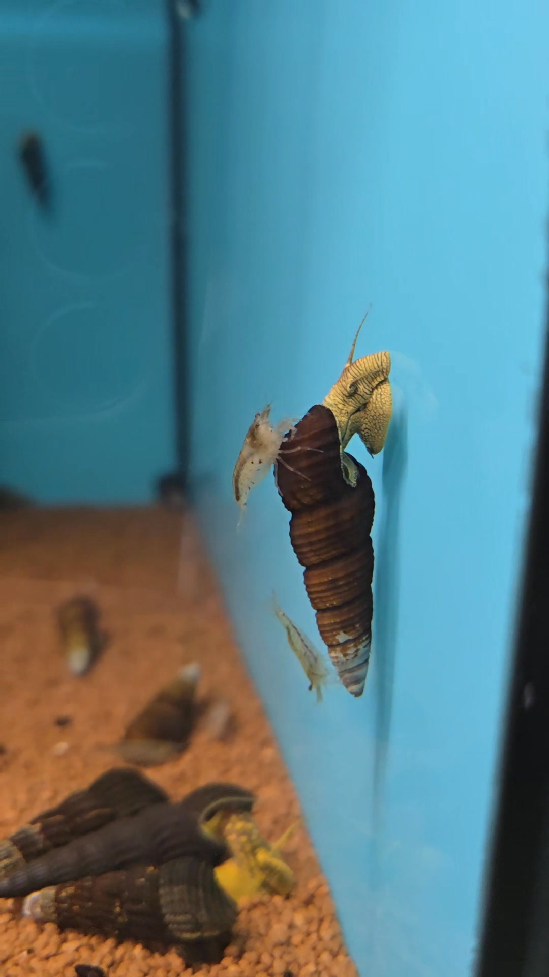 Hitching a lift but earning their keep at the same time 🤣🤣🤣 Amano ...