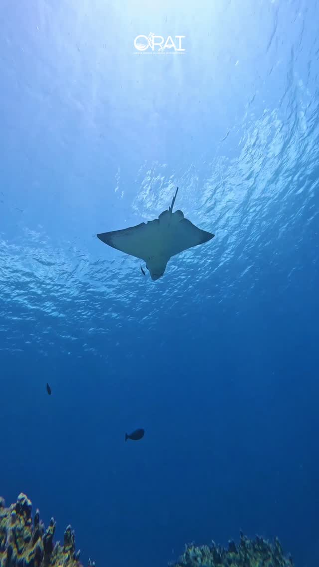 mantaray beach dress 🌊 Ocean Highlight: Manta Ray, Manta rays are among the ocean’s most captivating creatures, often called gentle giants for their elegance and grace. With wingspans reaching up to 7 meters, they glide Save with Multi-Packs:6 Pairs