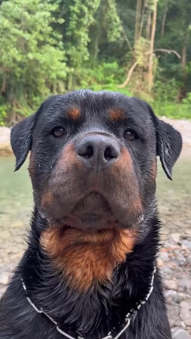 Rottweiler- the dog people judge… until it proves them wrong #fy #fyp # ...