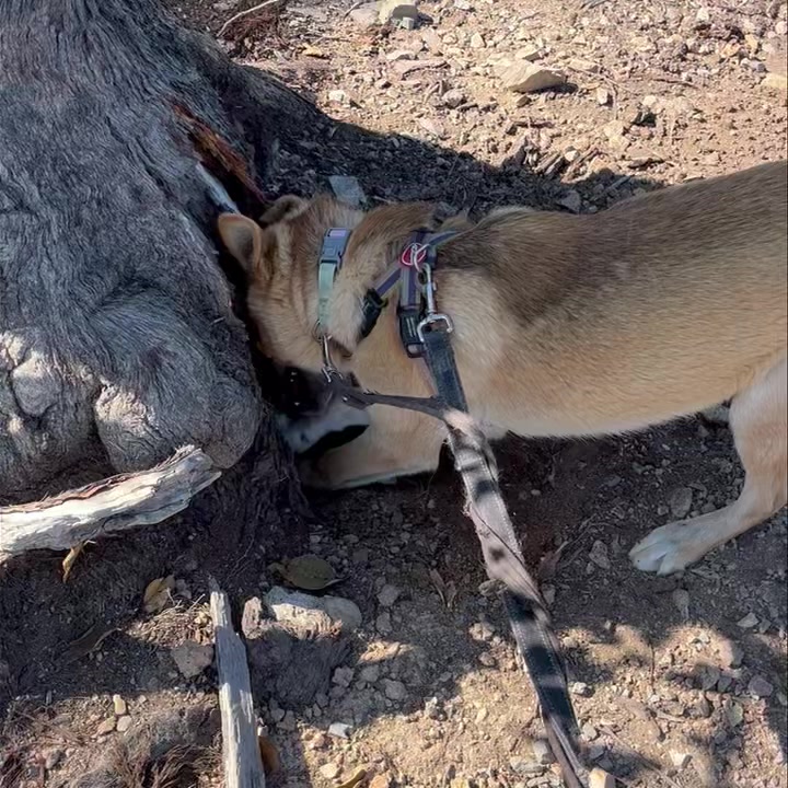 🐾 Why Do Dingoes Dig? 🕳️ If you’ve ever lived with a dingo (or met one ...