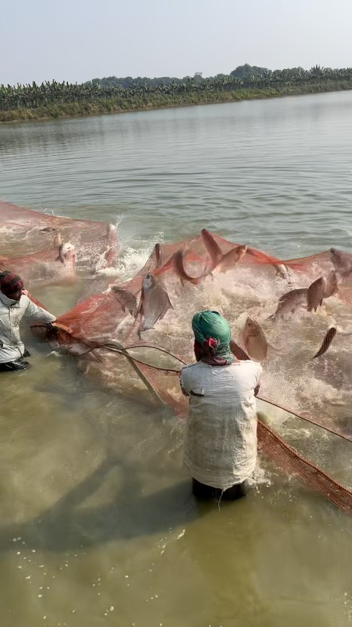 big fish hunting by net from bugdhani Catching Fish: An Angler's Challenge: Rich, Bob: 9781637633816 Books Net fishing with River Net
