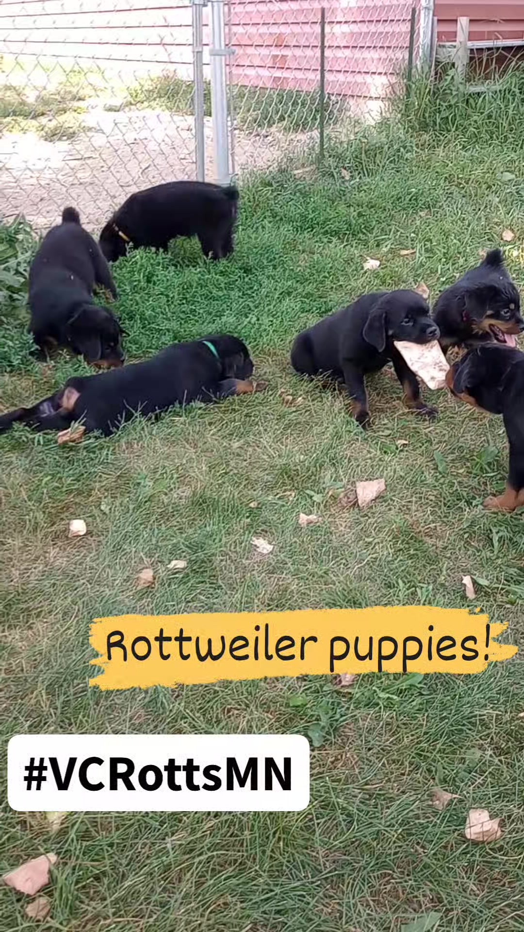 Viking City Rottweilers