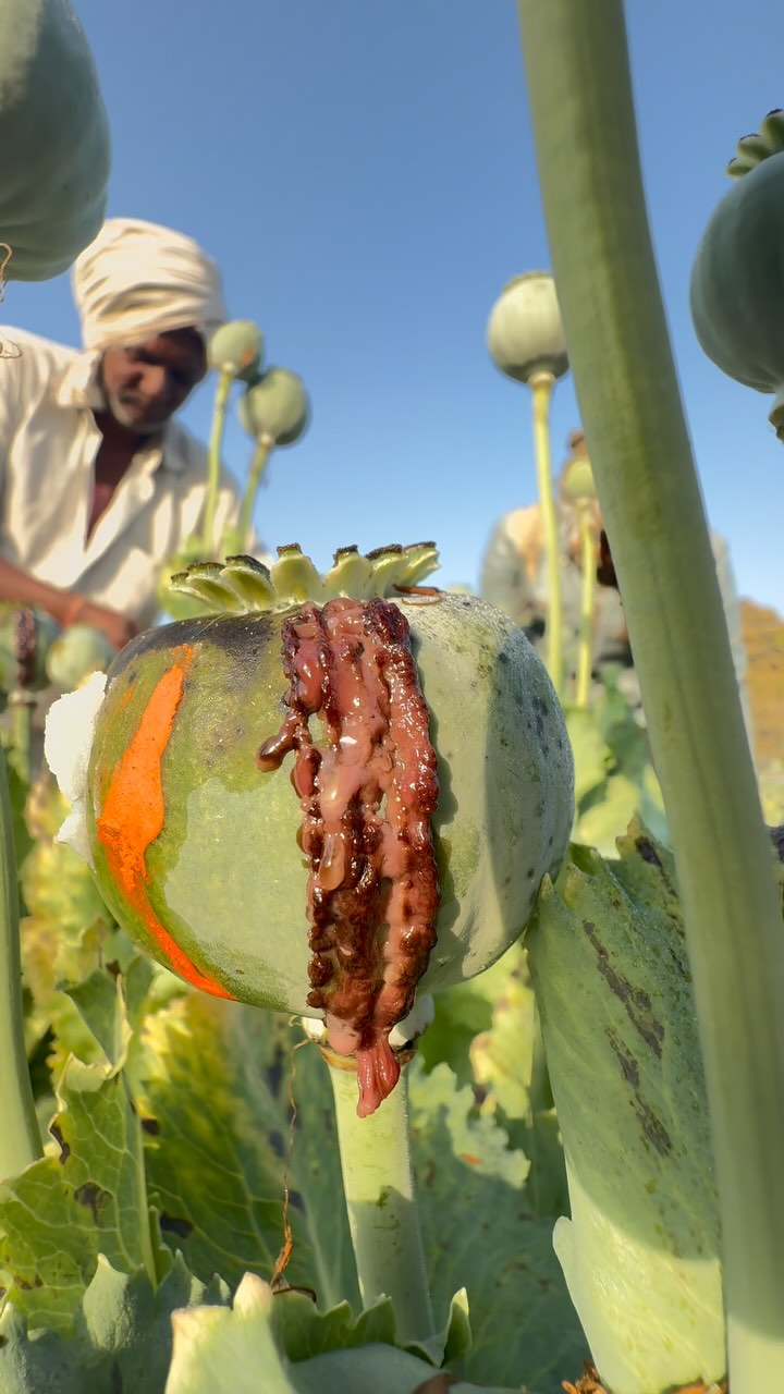 #afeem #pmagriculture #farming #afim #kheti #viral #instagram | Er ...