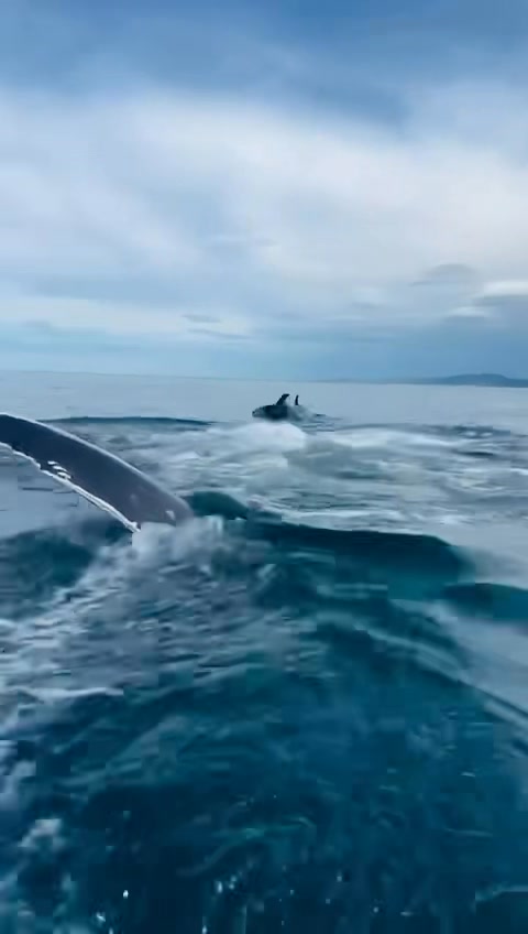 Hump day took on a whole new meaning!🐋😱 🎥clinttrahan #exploremore # ...