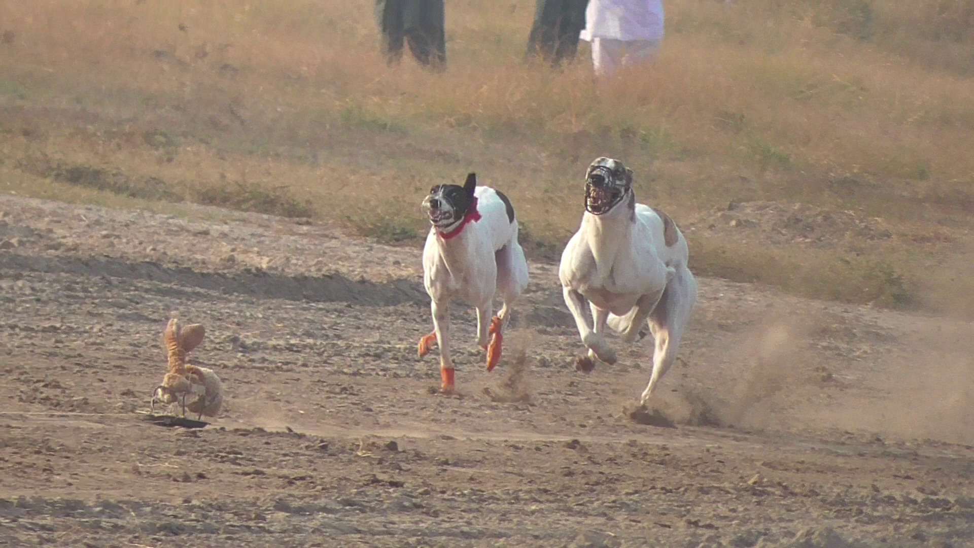 greyhound dog drag racing in pakistan at 82 chak. for more new dog ...
