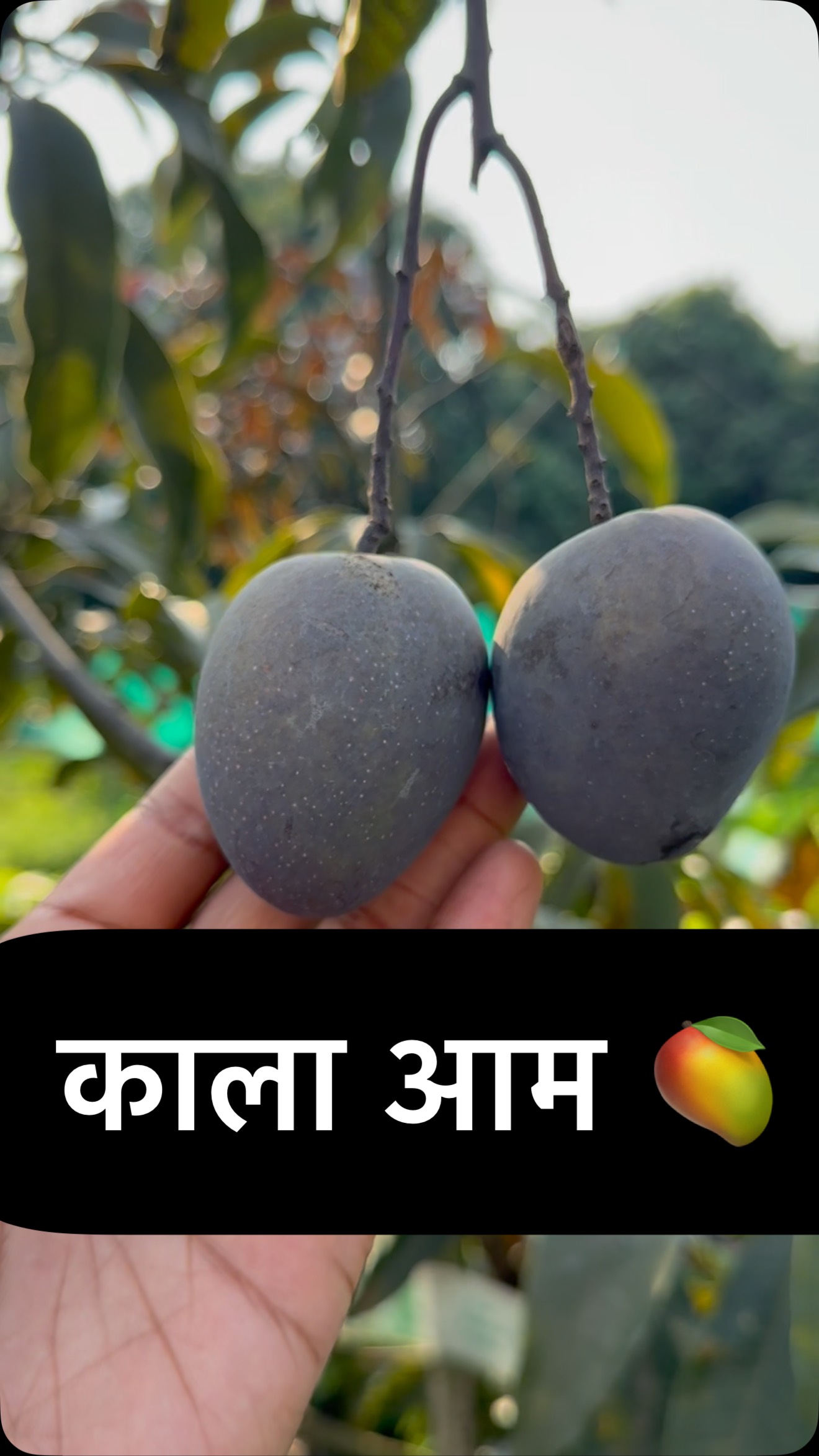 World’s darkest & blackest ⚫️ Mango 🥭 Known as Black Kasturi Mango 🥭 ...