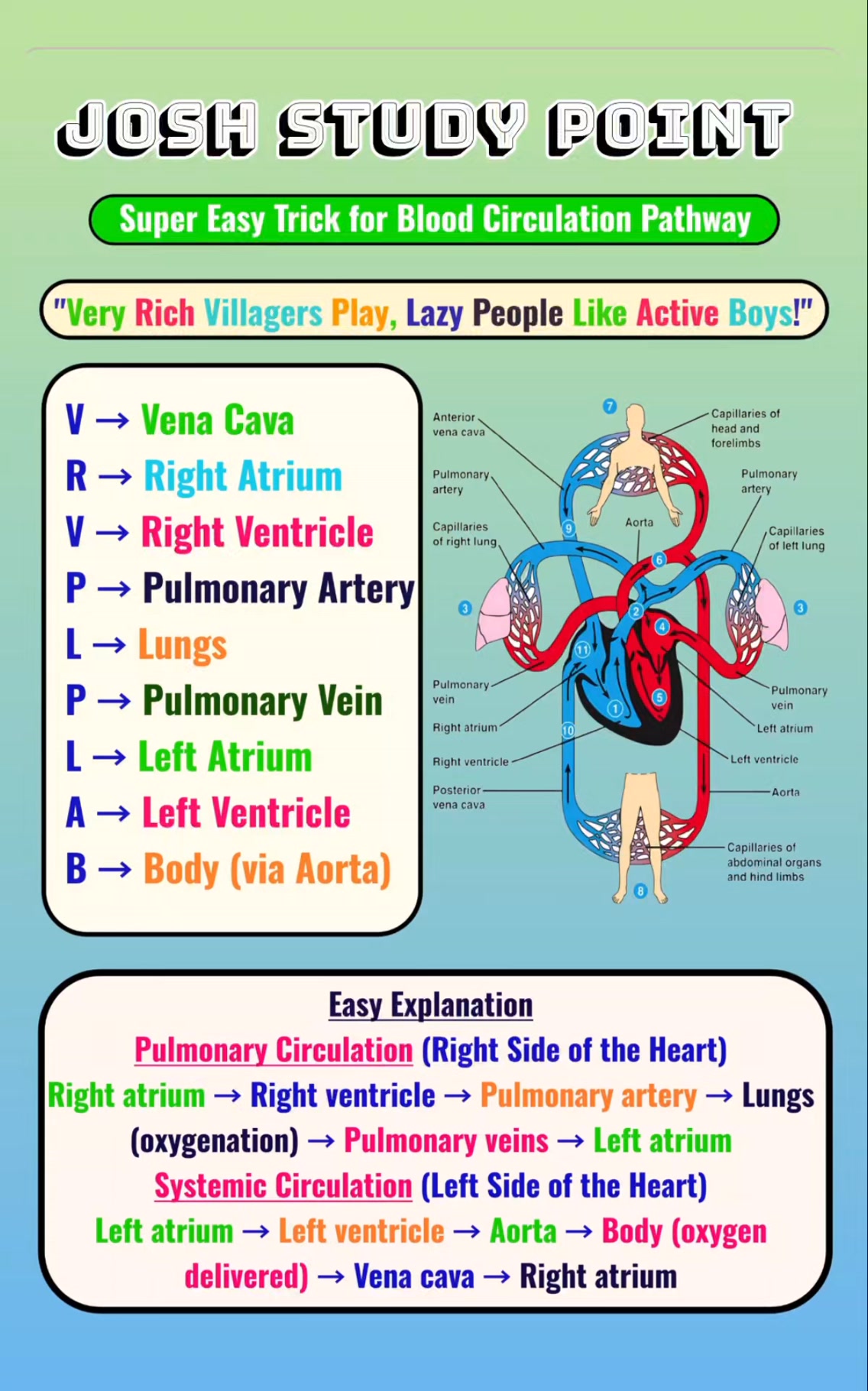 Two paths, one heartbeat ️ Double circulation made clear & exam-ready ...