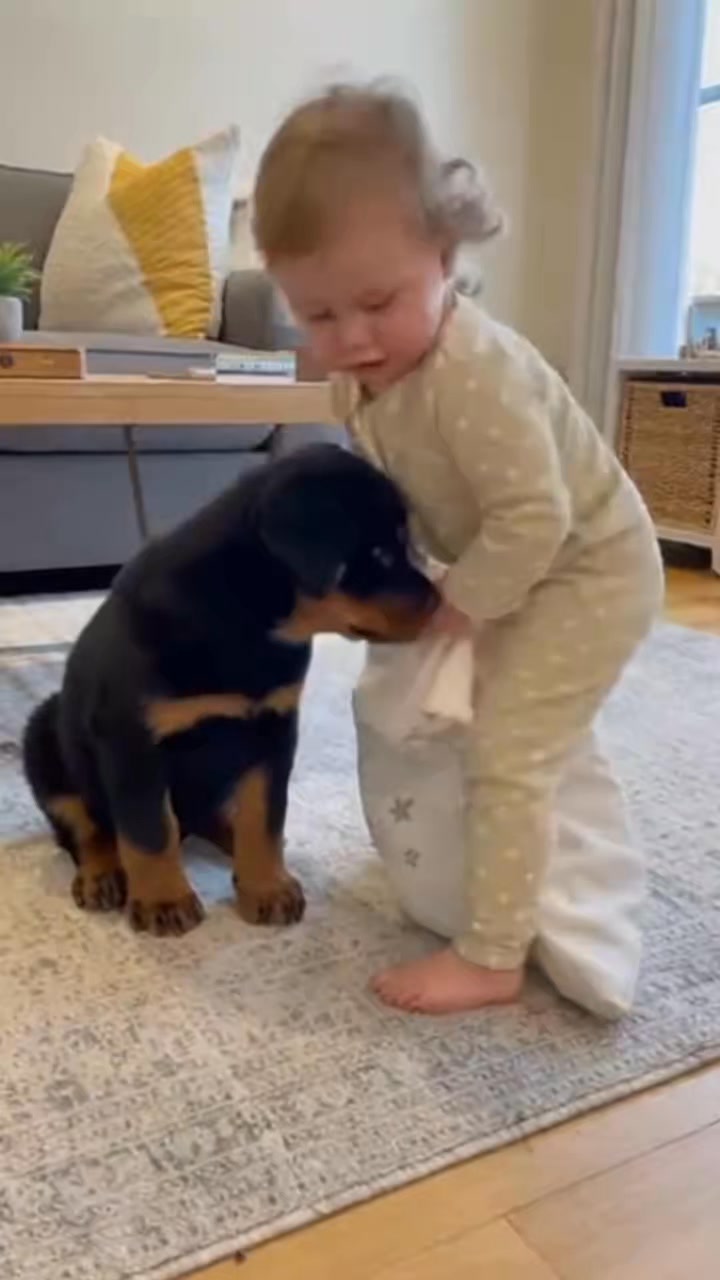 Comment you Thoughts : #rottweiler #dogsofinstagram #dog #dogs #rottie ...