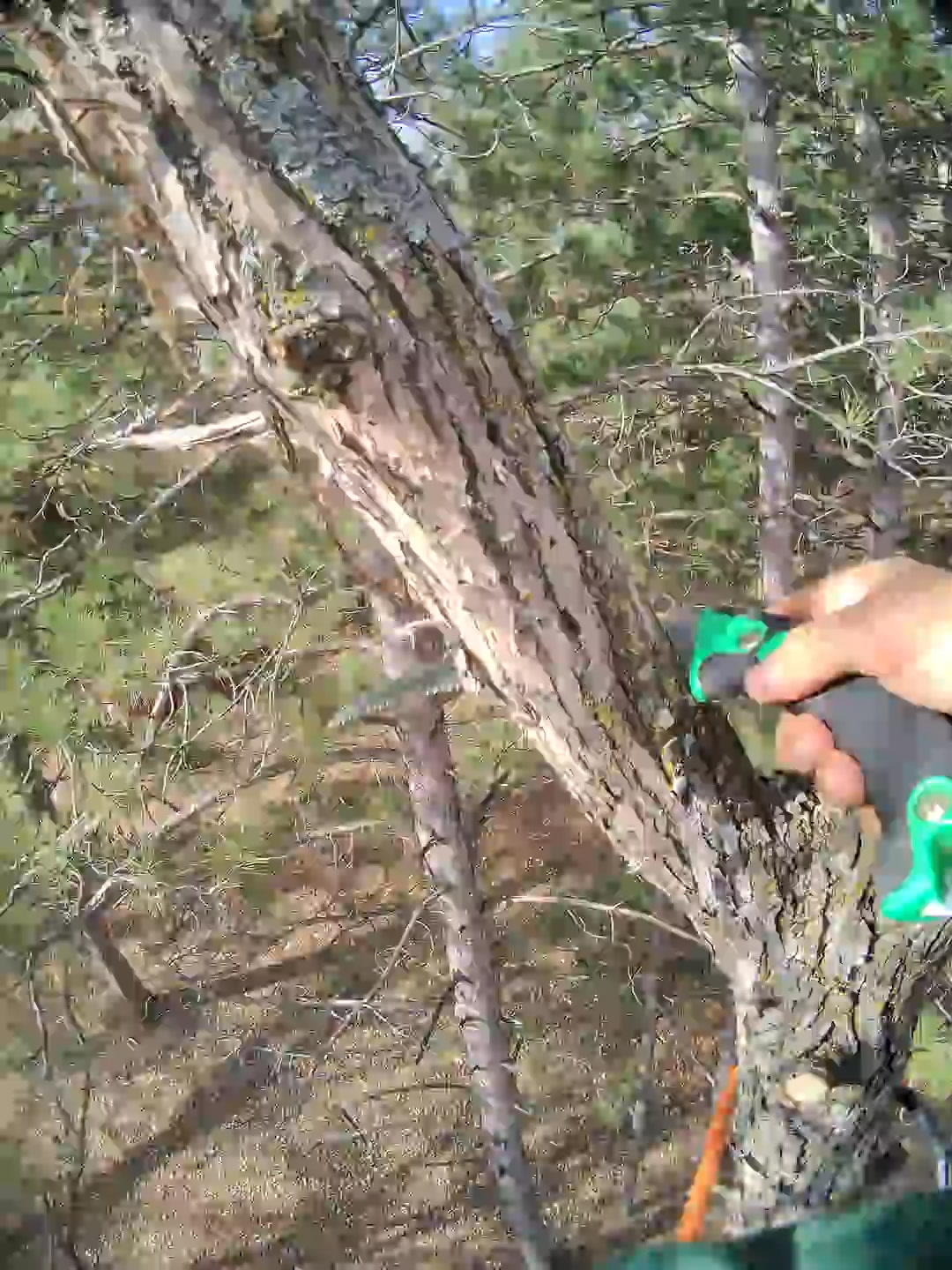 #usareels #treeclimbing #treeworker #satisfying #treeworks #viralreels ...