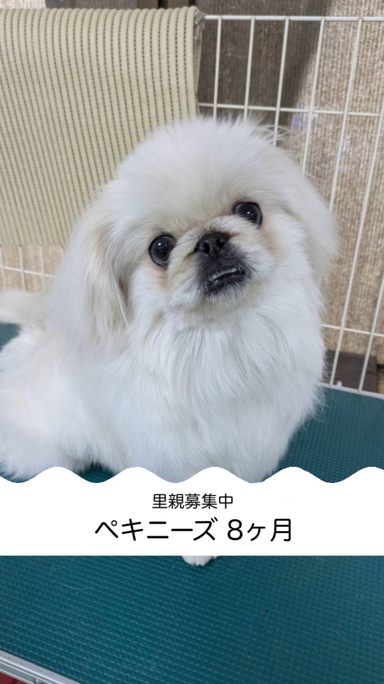 里親募集中