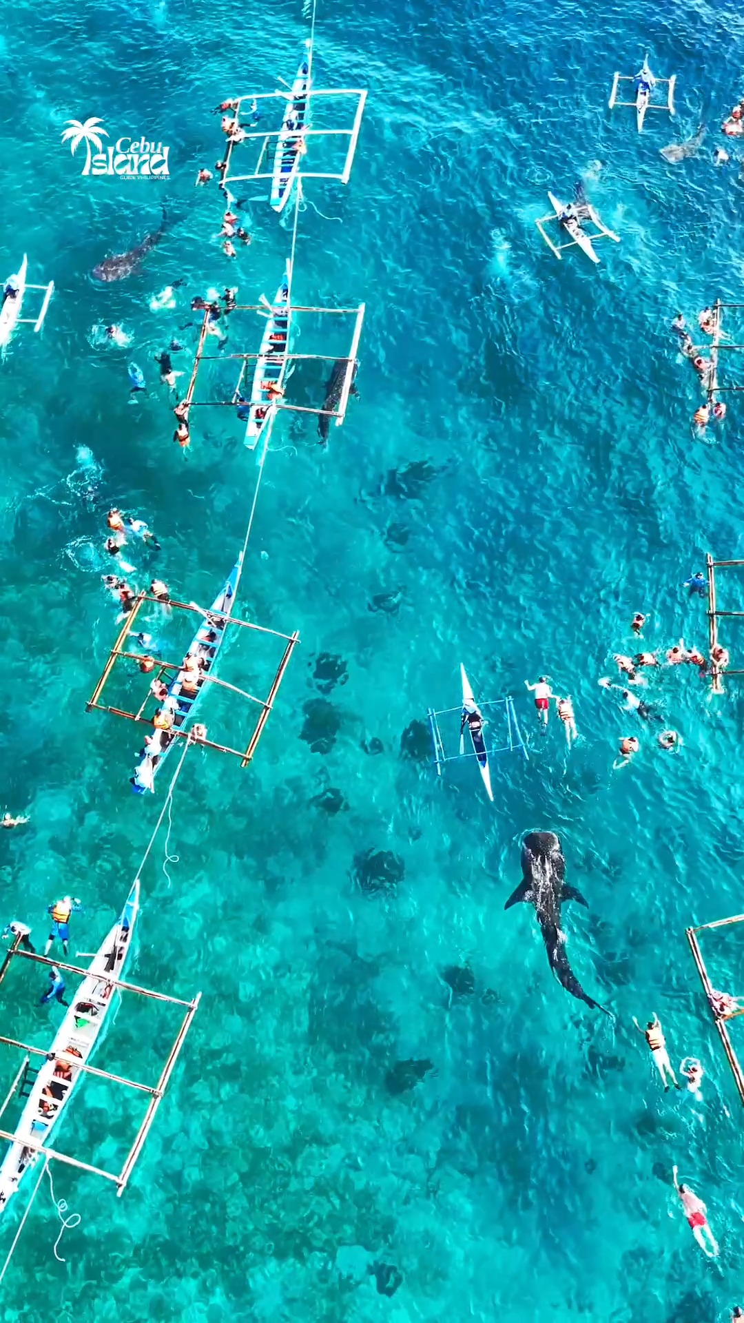 Oslob Whale Shark Experience, Cebu Philippines 🇵🇭 Swim with gentle ...
