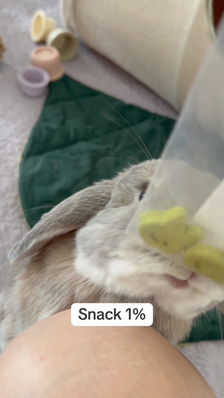 No thoughts, just eat 🐰🤣 #rabbit #bunny #hollandlop #pet | Wish the bun ...
