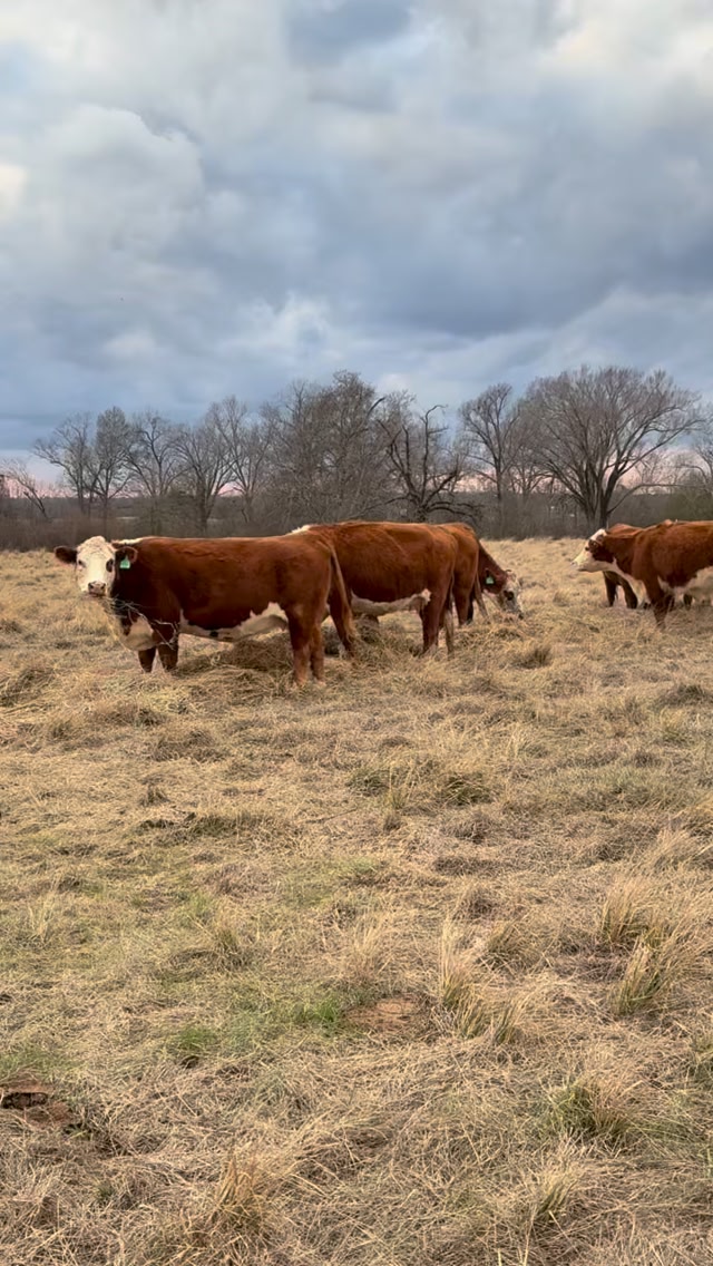 BRC Ranch | Boling TX
