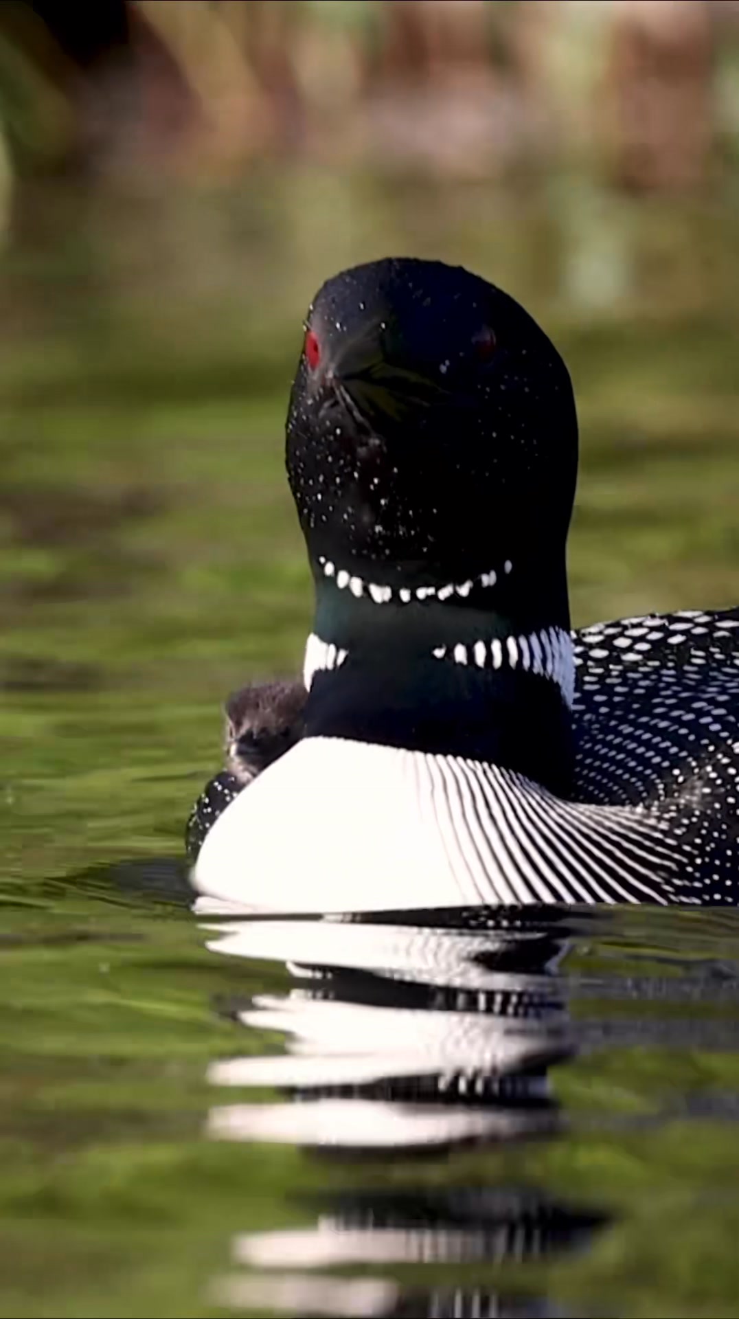A common loon calls | Harry Collins Photography | Facebook