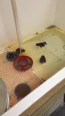 Brooder (from Leucopsis Products) set up for day old African pygmy ...