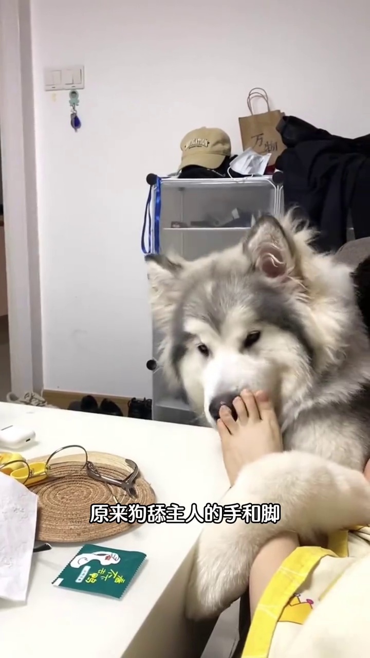原來狗舔主人的手和腳，是在告訴主人這些事情！ | 三儿是只小狗 | Facebook