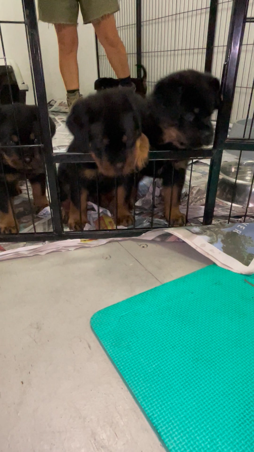 Play time 🤗 | Growler Rottweilers | Facebook