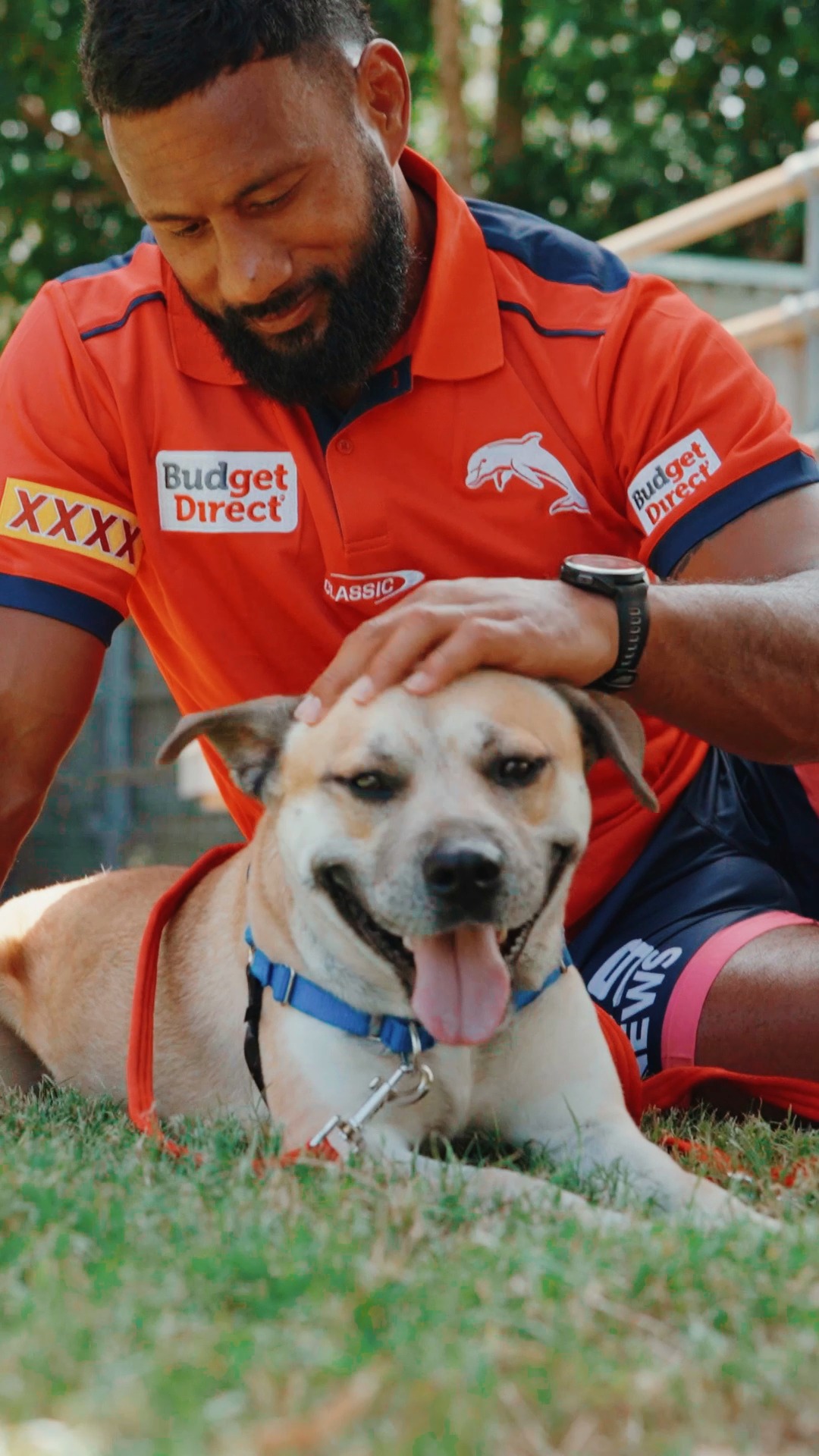 Phins up for adoption 🐾 Animal Welfare League QLD has animals waiting ...