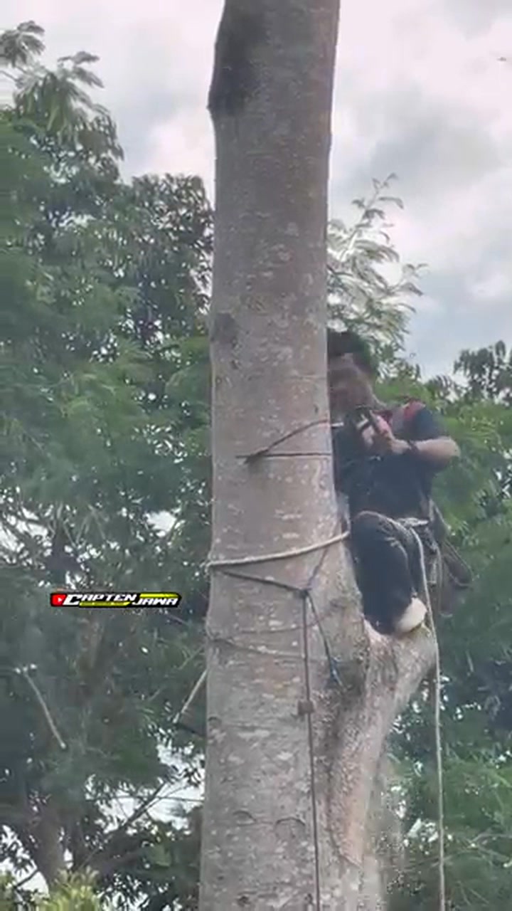 A Profesional skill man climbing and cutting down tree #shorts ...
