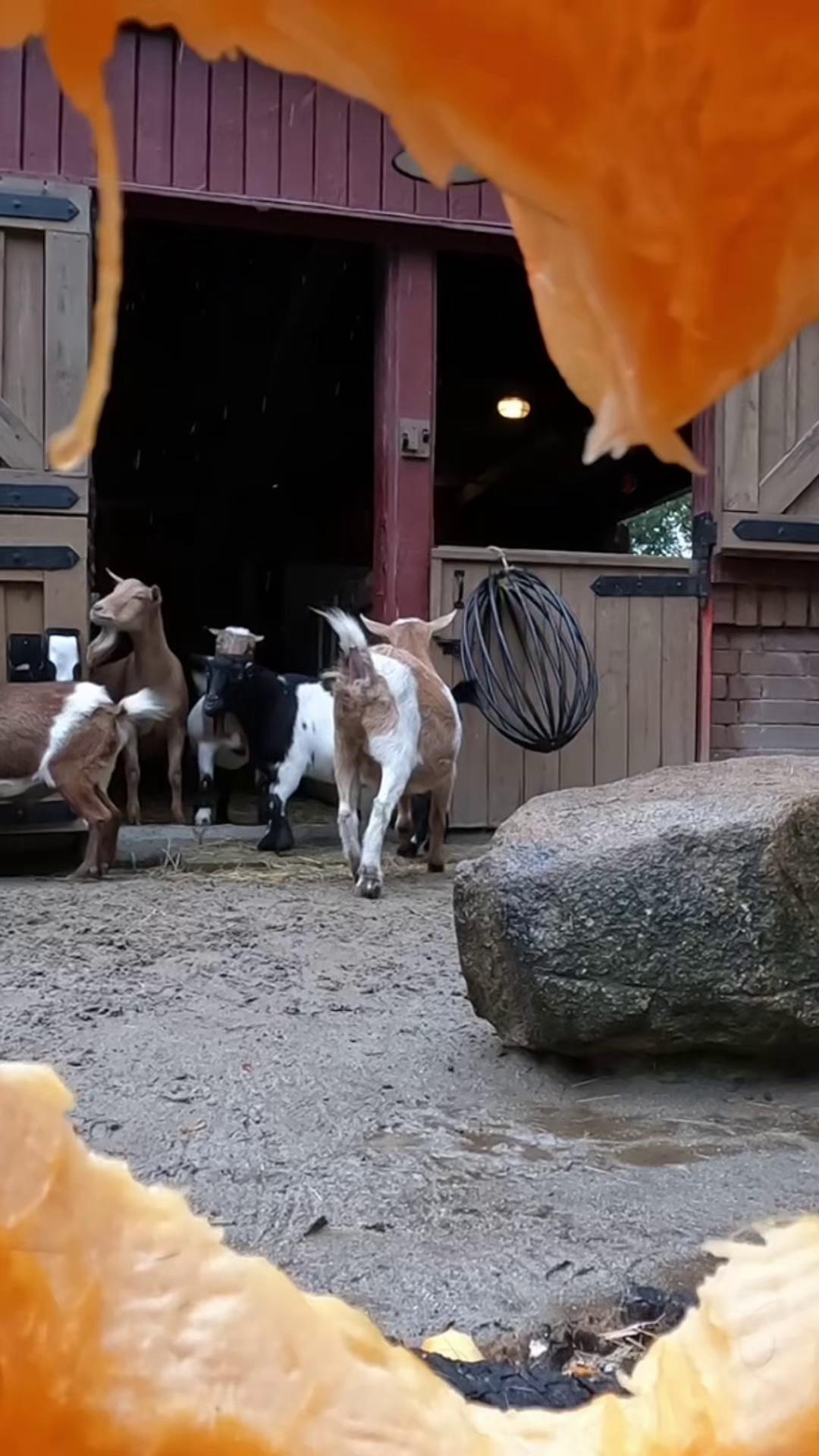 A little rain won’t stop the fall fun! 🌧️ Our goats, pigs, and toucan ...