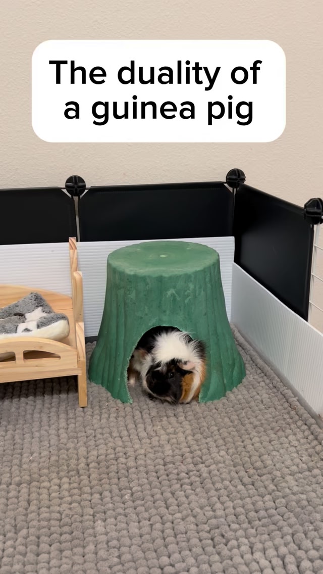 Something’s not adding up… #guineapig | Guinea Keys | Facebook