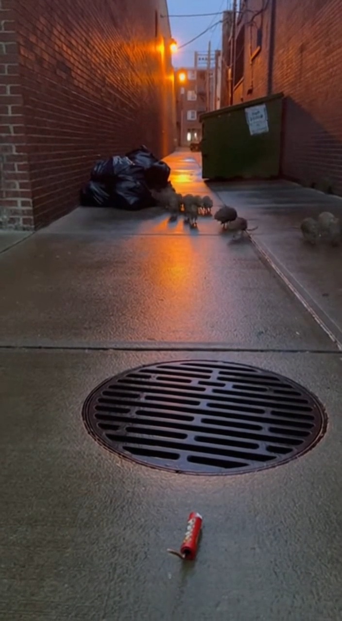 How to call out all the hidden rats in new york The videos are made ...