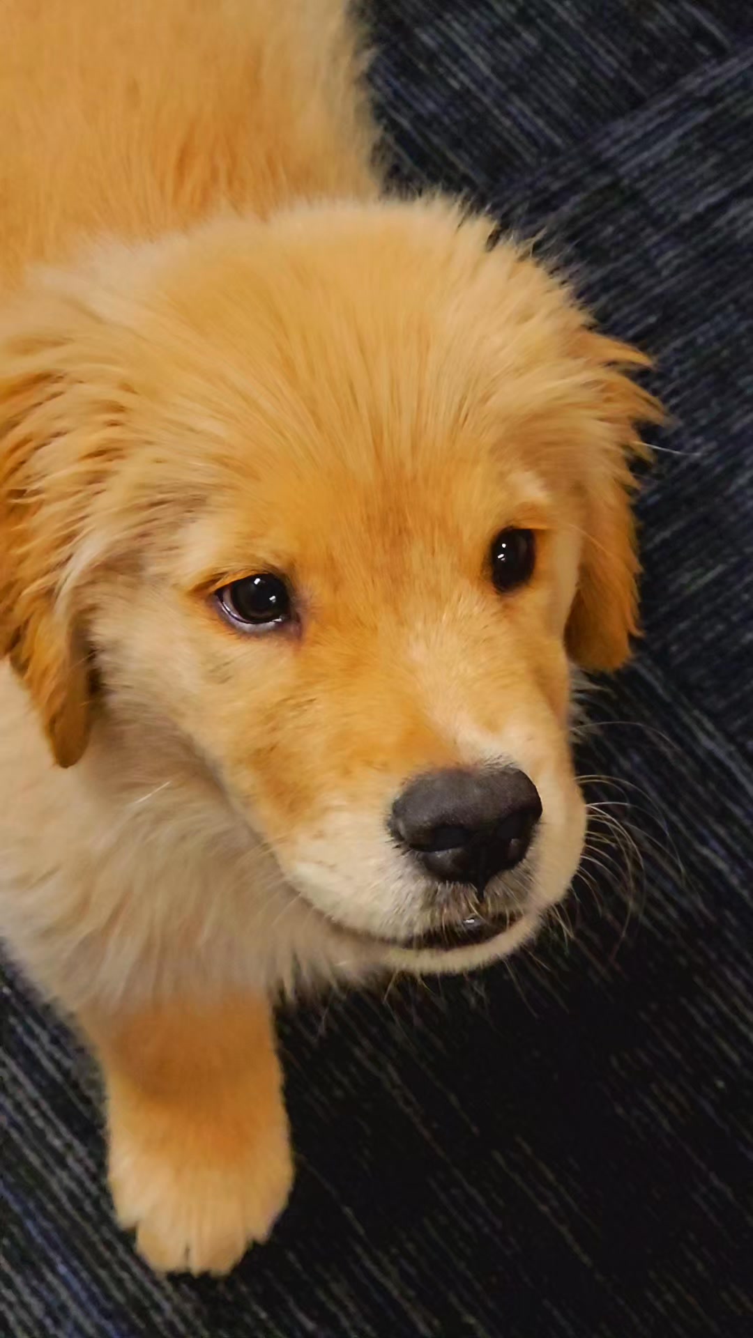Golden Retriever puppy Roary is enjoying playing ball! #love #fyp #bff ...