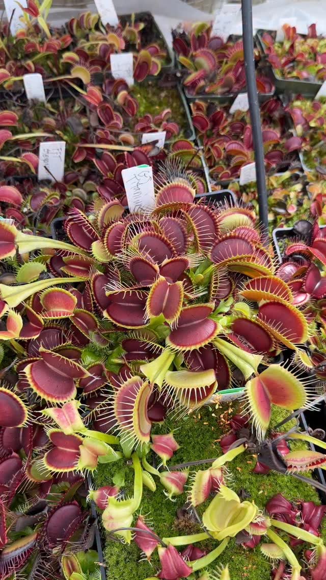 Dionaea GJ Hellcat, one of the best bred by @green.jaws
