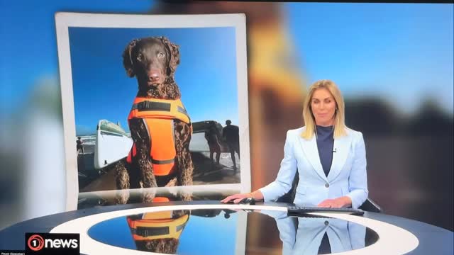 How cool is Rimu though? Here was a news story that made us smile over ...
