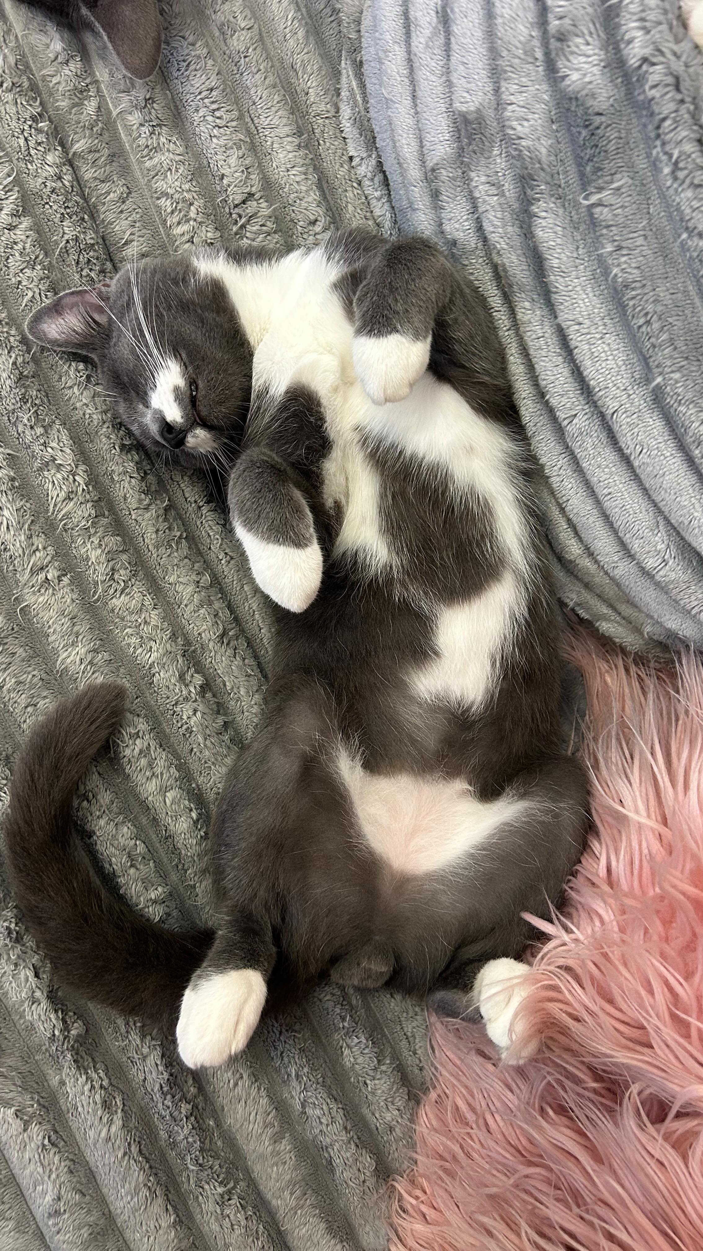 Frisky Cat Cafe | Saint Augustine FL