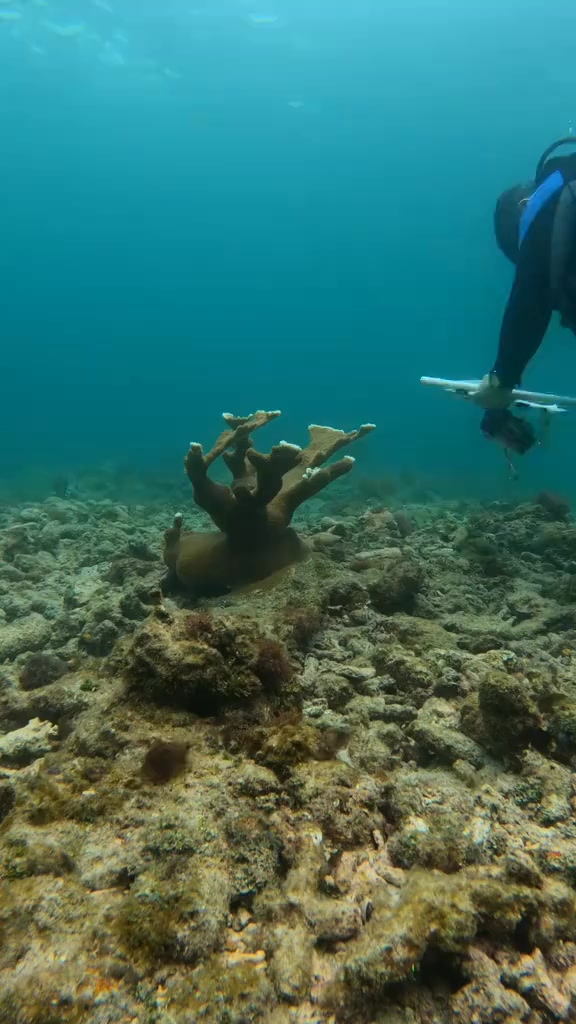 Parrot fish eat rocks and poop sand… the more you know 🐟 💩 Geographic # ...