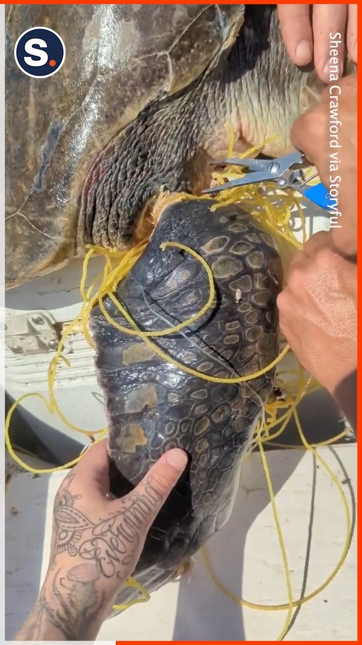 Watch as these boaters rescue a sea turtle tangled in netting, giving ...