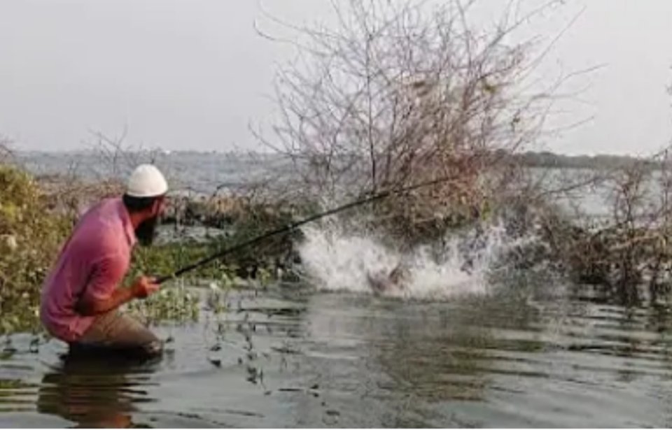 amazing fishing with single hook catch big fish #fish #fishing ...