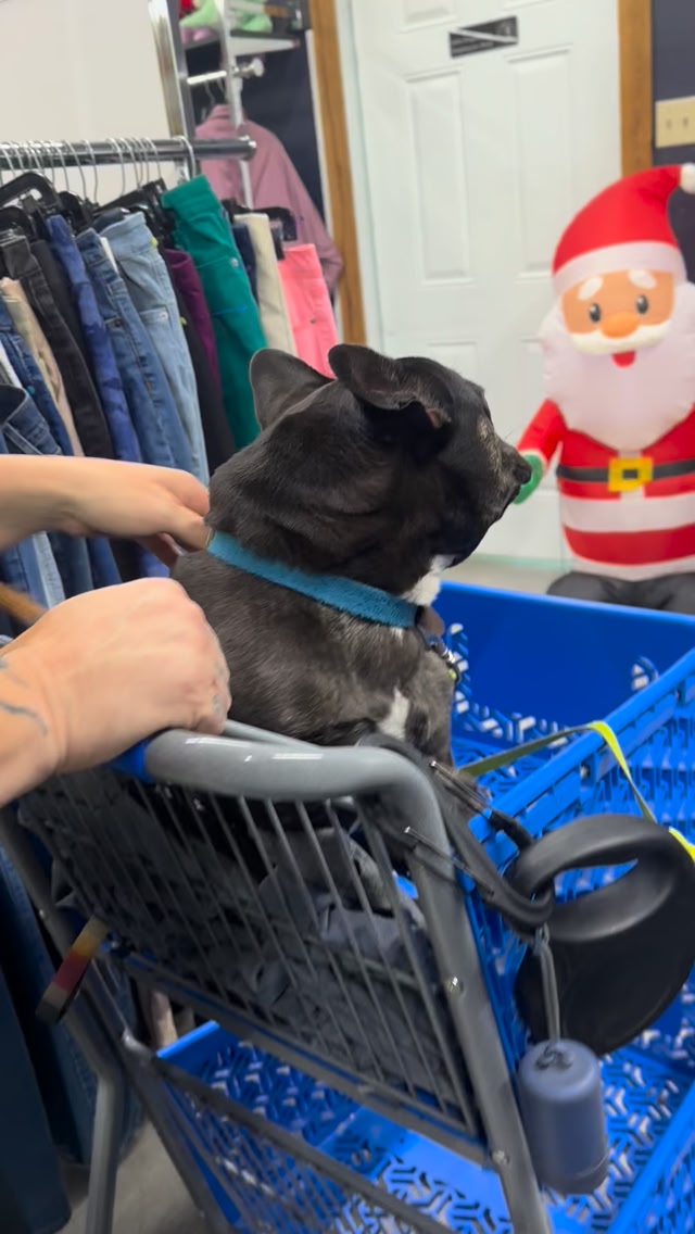 It stated with a Goodwill, an inflatable Santa & my buddy Hank. 🐾 ...